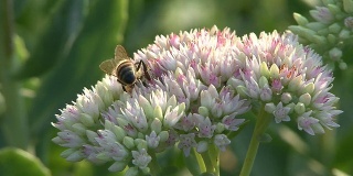 蜜蜂探查粉红色的花