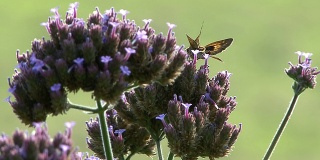 紫花蛾