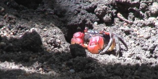 红树林沼泽里的螃蟹