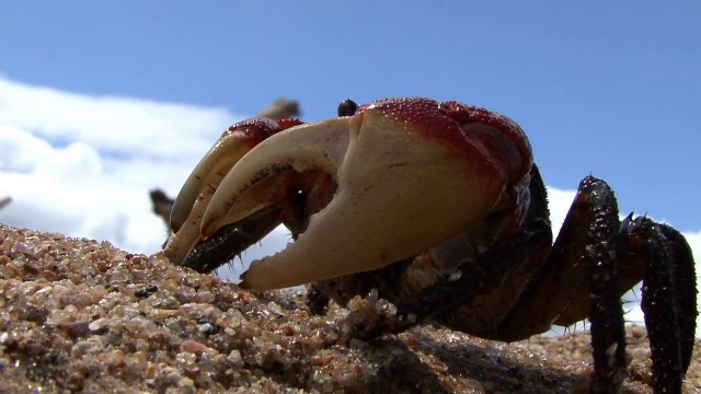 海滩上的红树林蟹