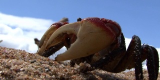 海滩上的红树林蟹