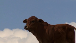 好奇的小牛站在蓬松的白云前视频素材模板下载