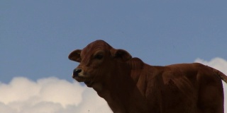 好奇的小牛站在蓬松的白云前