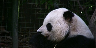 熊猫吃