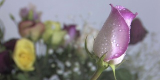 雨中的紫玫瑰