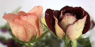 雨中的两朵玫瑰(完美的循环)
