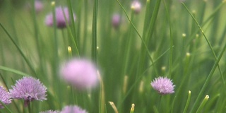 Chives_2