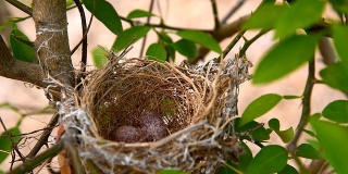 鸟巢和蛋