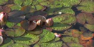 睡莲属purpurata(高清)