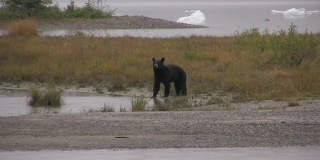 阿拉斯加西北冰川狩猎黑熊鲑鱼
