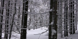 树上覆盖着雪