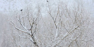 鸟在冬天与新鲜的雪