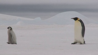 两只企鹅走路视频素材模板下载