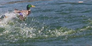 两只野鸭鸭在池塘里打架