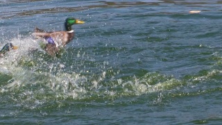 两只野鸭鸭在池塘里打架视频素材模板下载