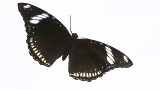 黑色的蝴蝶。视频素材模板下载