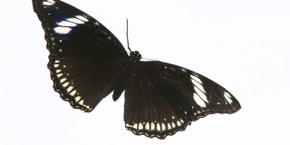 黑色的蝴蝶。