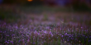 紫花夕照