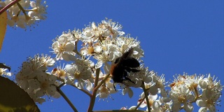 大黄蜂(Bombus vosnesenkii)。