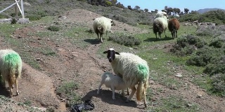高清:羊盛宴。羊在田园的环境中享受盛宴。