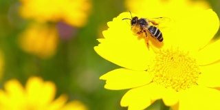 高清:蜜蜂和花