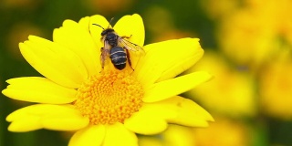 高清:蜜蜂和花
