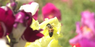 蜜蜂为它的花粉而工作