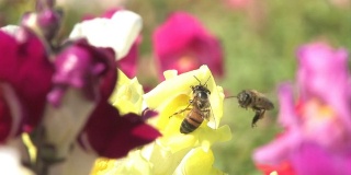 两只蜜蜂争夺花粉。HD1080。