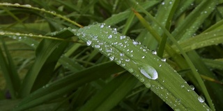 雨水滴落在草地上