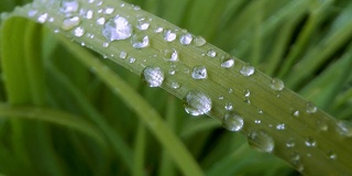 雨水滴落在草地上