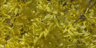 春天。黄色的花