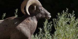 科罗拉多州沃特顿峡谷大角羊的高清视频