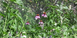 紫锥菊，紫色，粉红色松果花，雏菊和洒水器