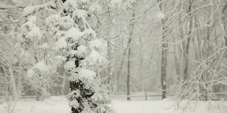 暴风雪中的雪花和冬天的松树(视频)