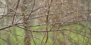 雨滴落在光秃秃的树上