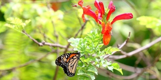 带有热带花HD的叶子上的帝王蝶