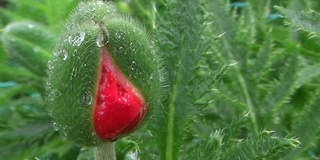 高清:雨中的蓓蕾(视频)