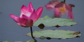 Lotus flower_Lotusbluete