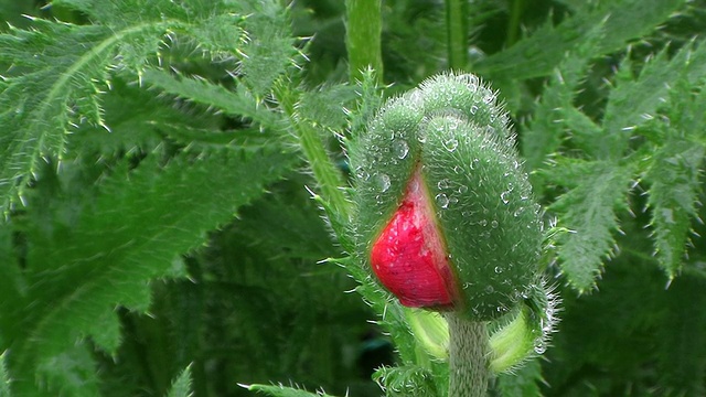 高清:雨中的蓓蕾(视频)