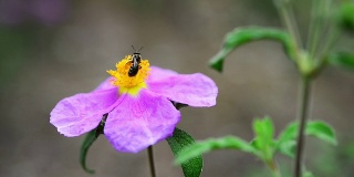 一只蜜蜂在紫色的野花上