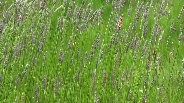 草甸狐尾