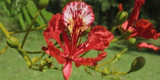 大自然中红色的热带花朵