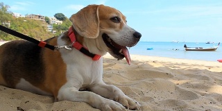 比格犬躺在沙滩上
