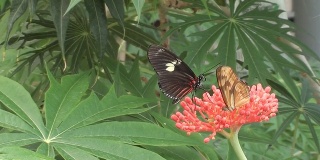 多只蝴蝶分享一朵花的特写(高清视频)