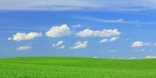 景观——绿色的田野和蓝色的天空