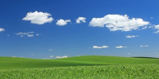 田园诗般的绿色田野和蔚蓝的天空