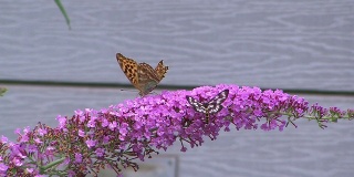 高清:蝴蝶在花上(视频)