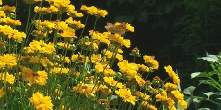 夏天。黄色的花