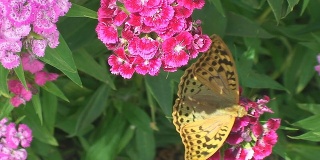 贝母蝴蝶
