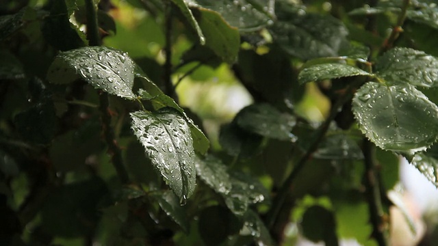 雨打树叶